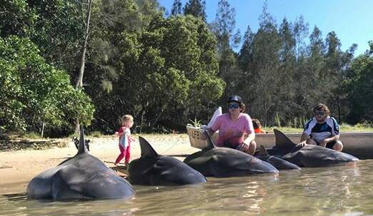 The sharks were caught in the Macleay River on the morning of Monday, December 31.