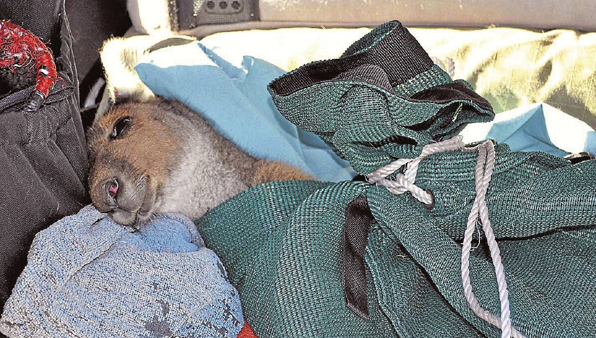 The kangaroo was tranquilised and will be taken to Yalgorup National Park today.