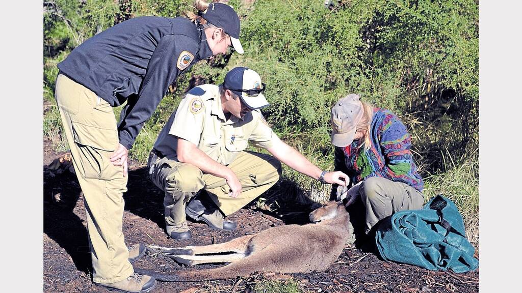  Department of Parks and Wildlife officers Karen Smith and Matt Swan and fauna relocator Alison Dixon transferred a kangaroo to safety this morning.